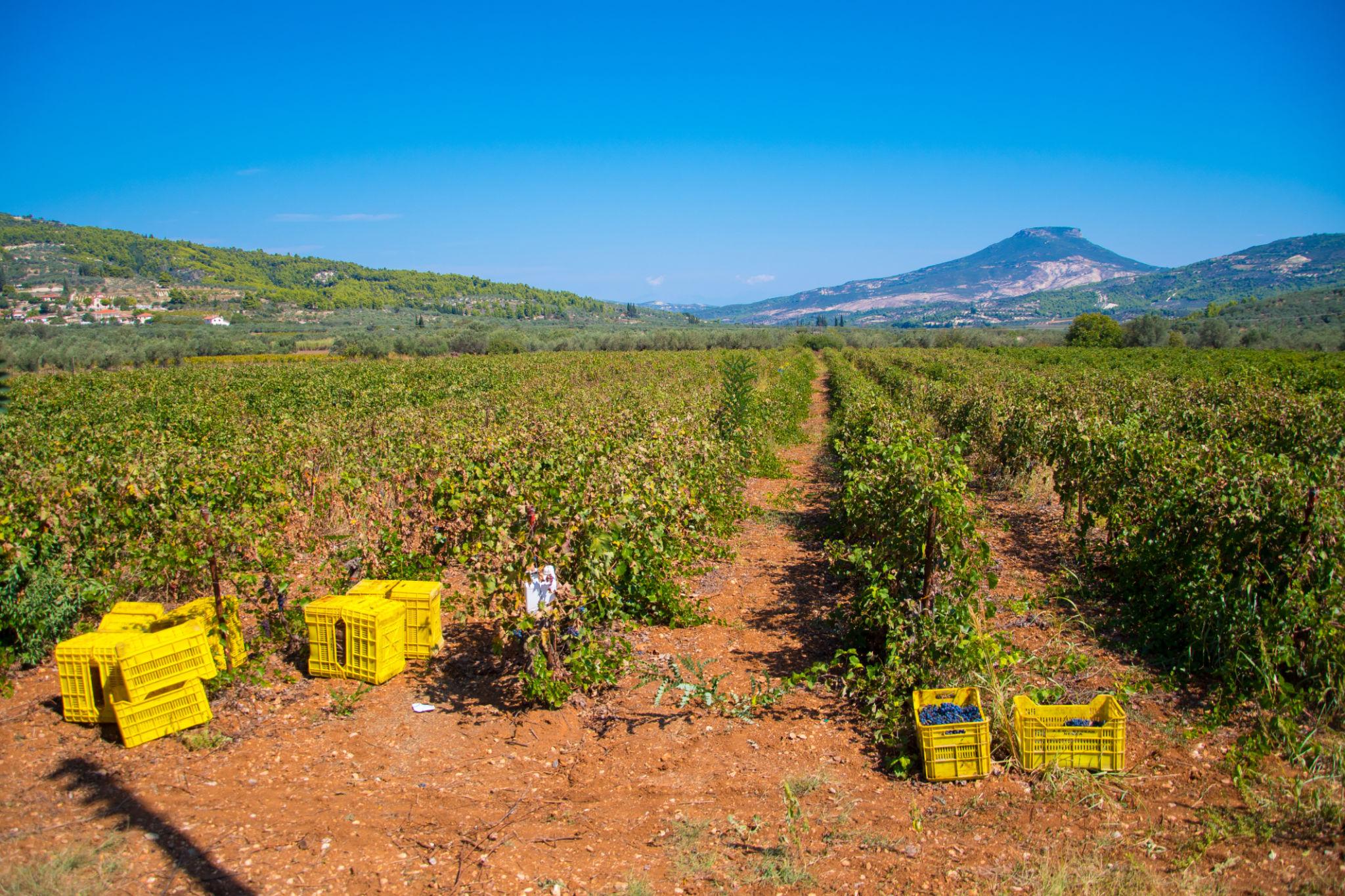 Nemea vineyard harvest